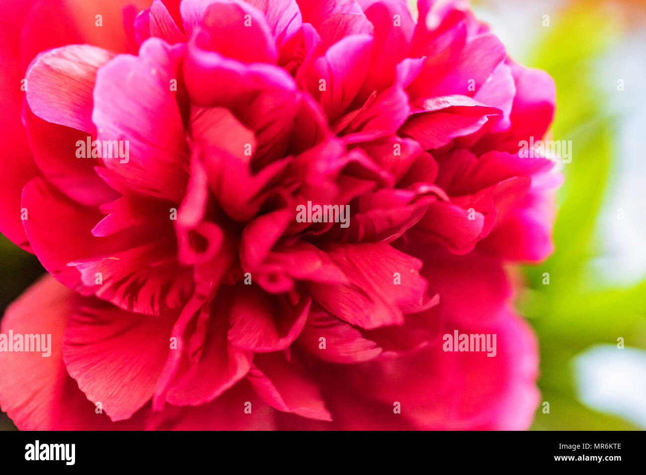 Close up au printemps pivoine fuchsia en fleurs Banque D'Images