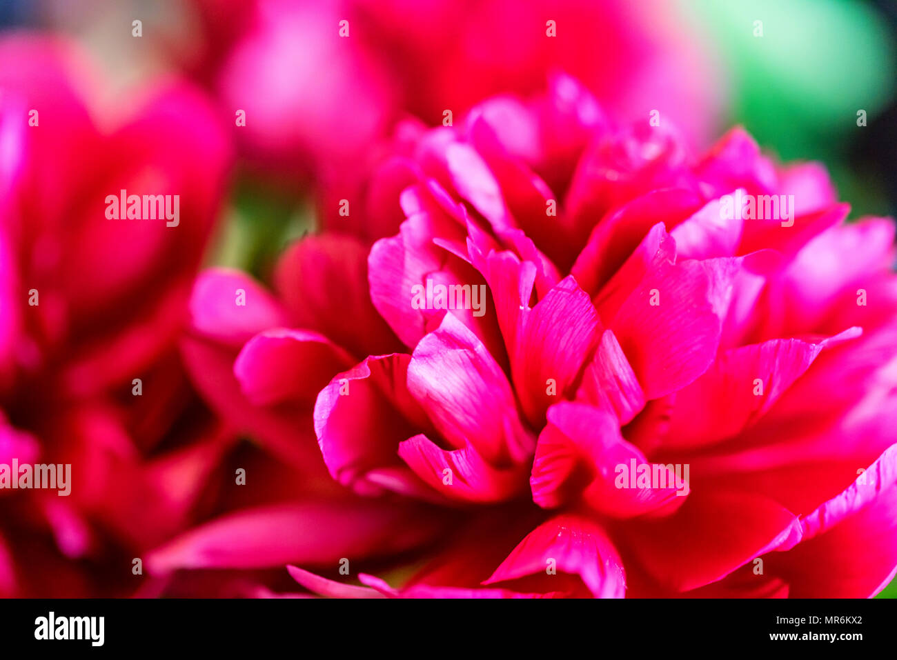 Close up au printemps pivoine fuchsia en fleurs Banque D'Images