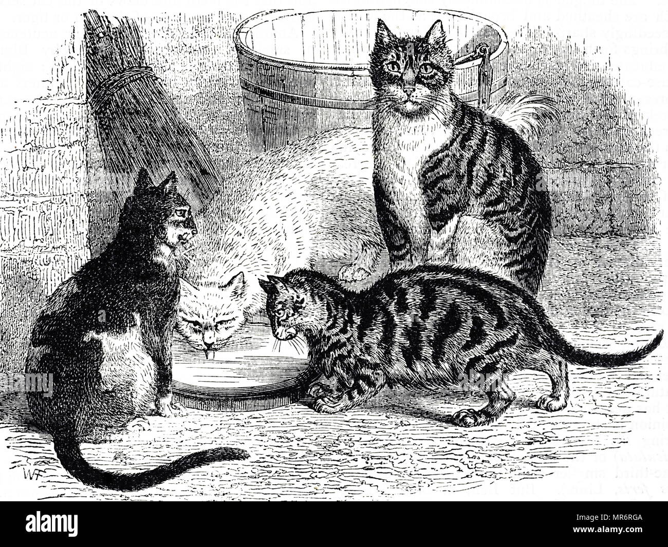 Gravure représentant différentes races de chats domestiques : écaille tabby et blanc. En date du 19e siècle Banque D'Images