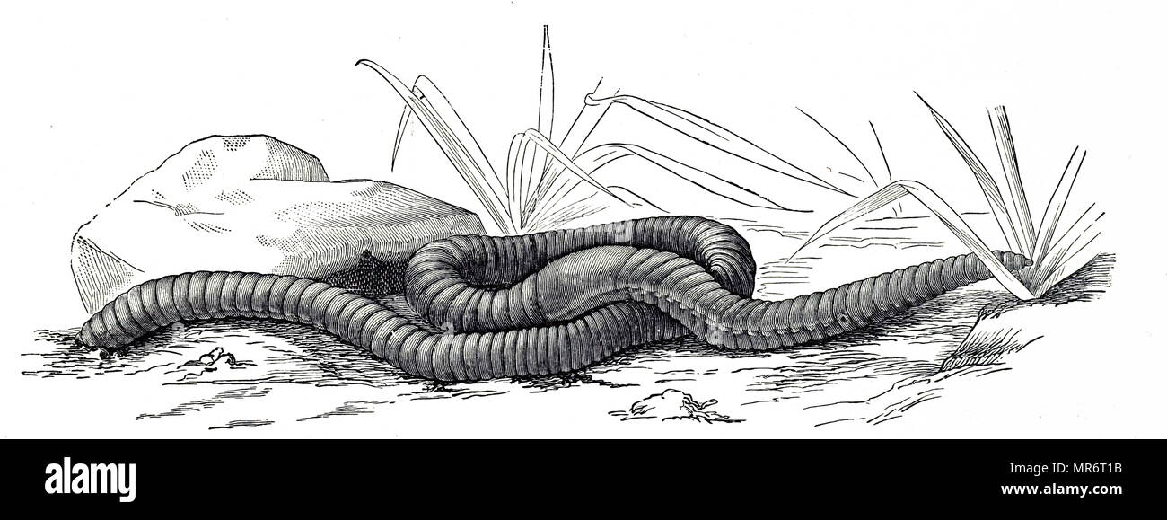 Gravure représentant une scène de Lumbricus terrestris (ver de terre commun), d'un grand ver rougeâtre que l'on trouve dans le monde entier. En date du 19e siècle Banque D'Images