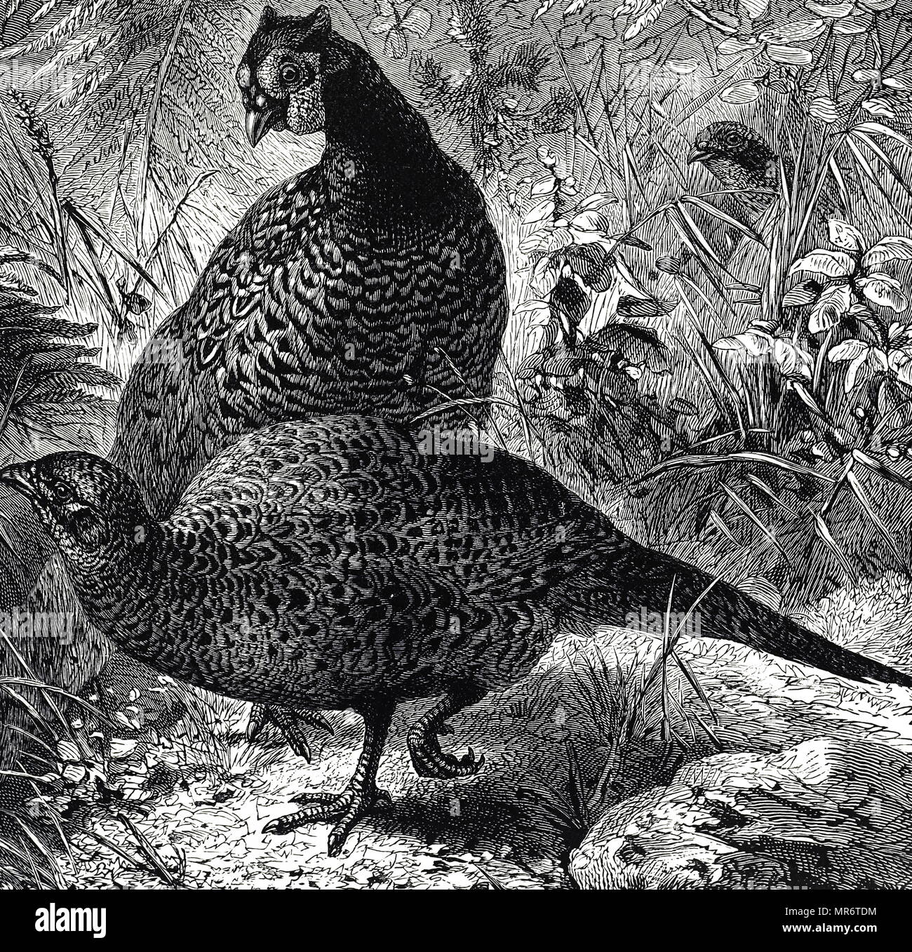 Gravure représentant un Faisan de Colchide, un oiseau dans la famille. En date du 19e siècle Banque D'Images