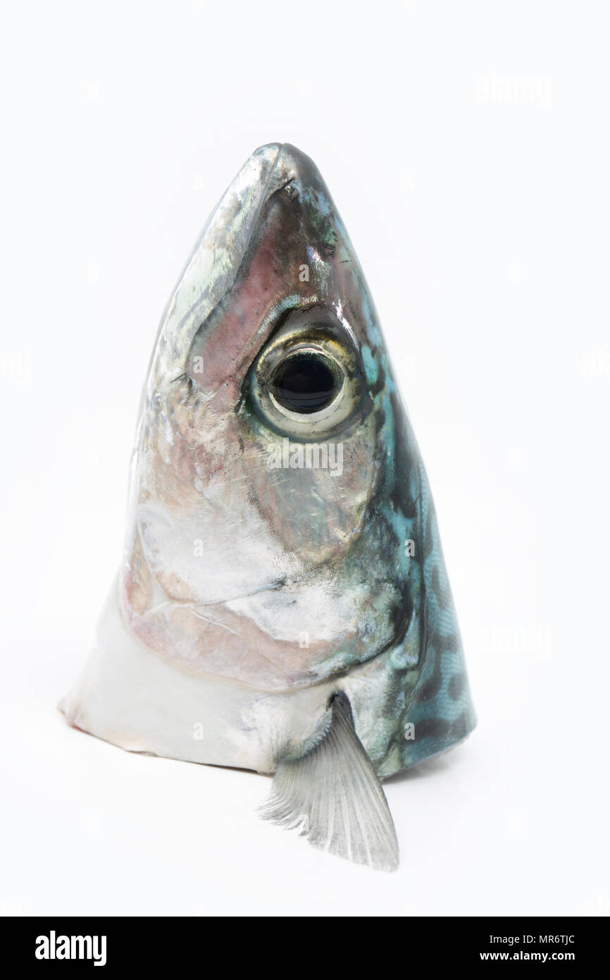 Gros plan d'une tête de maquereau qui a été pris à partir de la pêche côtière Chesil Beach dans le Dorset England UK GB. Un maquereau frais doit être claire pour oeil avec un g Banque D'Images