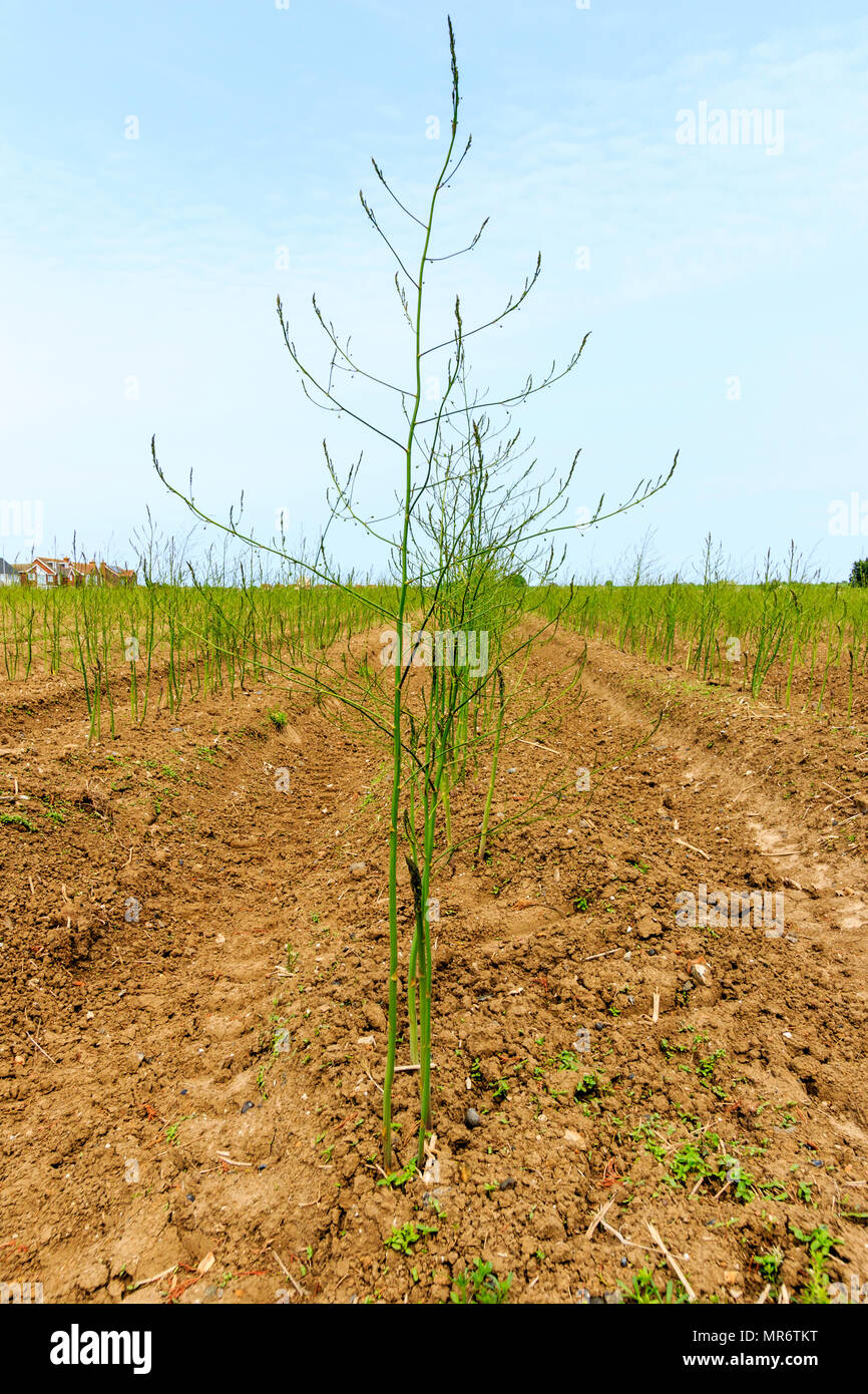 De plus en plus de terrain. plantes d'asperges Avis de lignes de plantes et de sillons. L'Angleterre. Banque D'Images