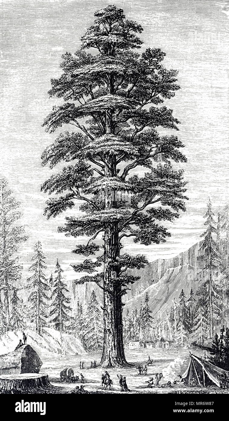 Gravure représentant un Sequoiadendron giganteum, également connu sous le nom de séquoia géant, Sierra Sierra Redwood, bois rouge, ou simplement Wellingtonia grand arbre. En date du 19e siècle Banque D'Images