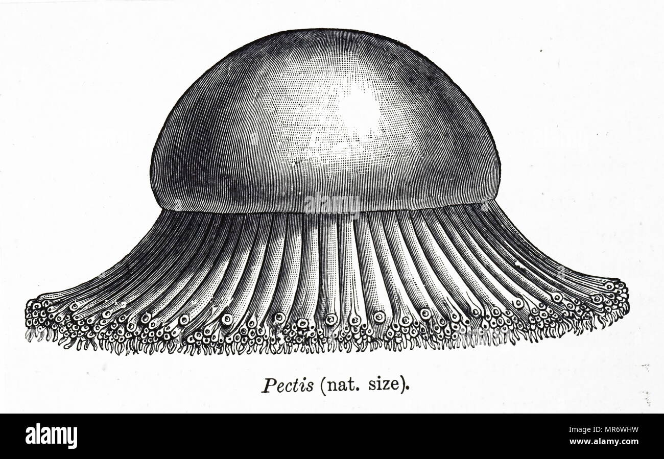 Illustration du rapport par Pline secundus£que dans la région de Narbonne, la Gaule (France) ; lorsque les bancs de mulets ont été dans les eaux peu profondes, les pêcheurs locaux s'appeler les dauphins pour recueillir les poissons et les empêcher de s'échapper vers des eaux plus profondes. Illustration par H. J. Ford pour Andrew Lang l'Animal Story Book, Londres, 1896. Gaius Plinius Caecilius Secundus, (61 - ch. 113), mieux connu sous le nom de Pline le Jeune, était un avocat, auteur, et magistrat de la Rome antique. Banque D'Images