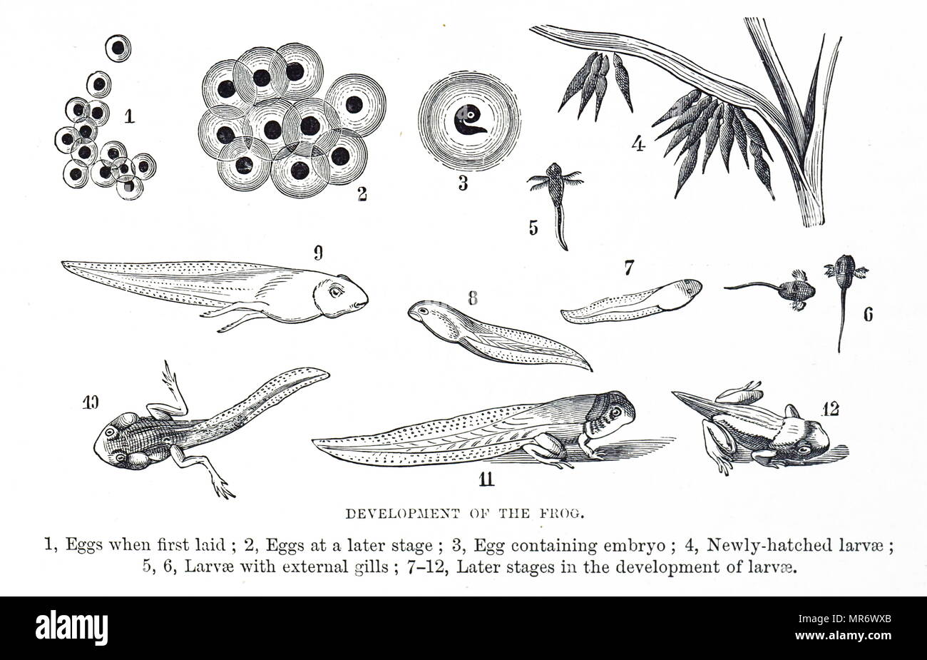 Gravure illustrant les étapes dans le développement de la grenouille. En date du 19e siècle Banque D'Images