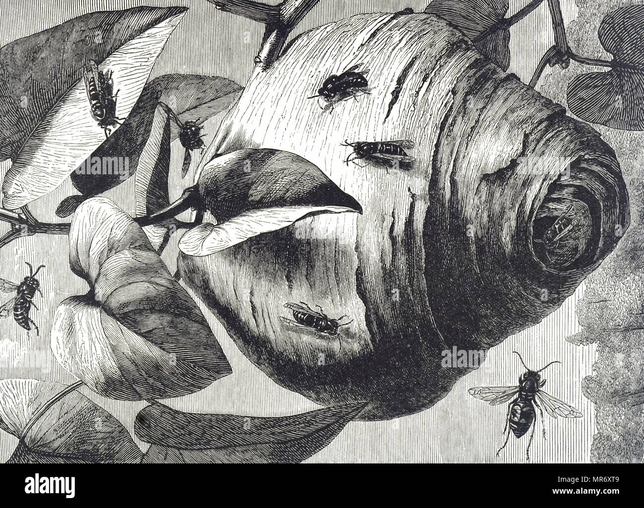 Gravure illustrant les guêpes et leurs nids. La guêpe est un insecte de l'ordre des Hyménoptères et sous-ordre Apocrita qui n'est ni une abeille, ni une fourmi. En date du 19e siècle Banque D'Images
