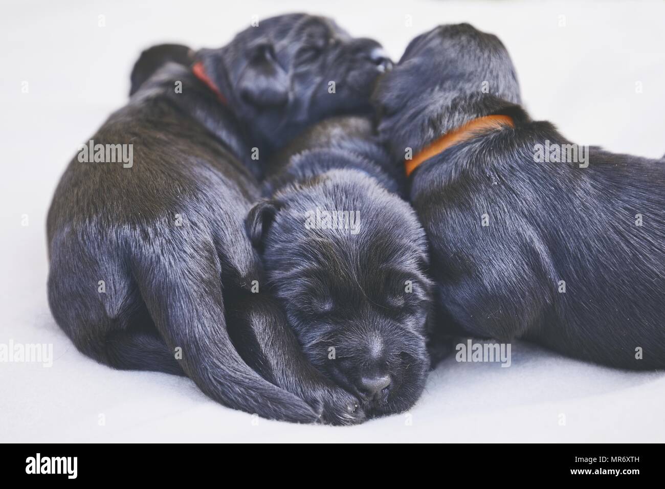 Les nouveau-nés de chien (10 jours). Chiots de race frères Schnauzer Géant allongé sur une couverture. Banque D'Images