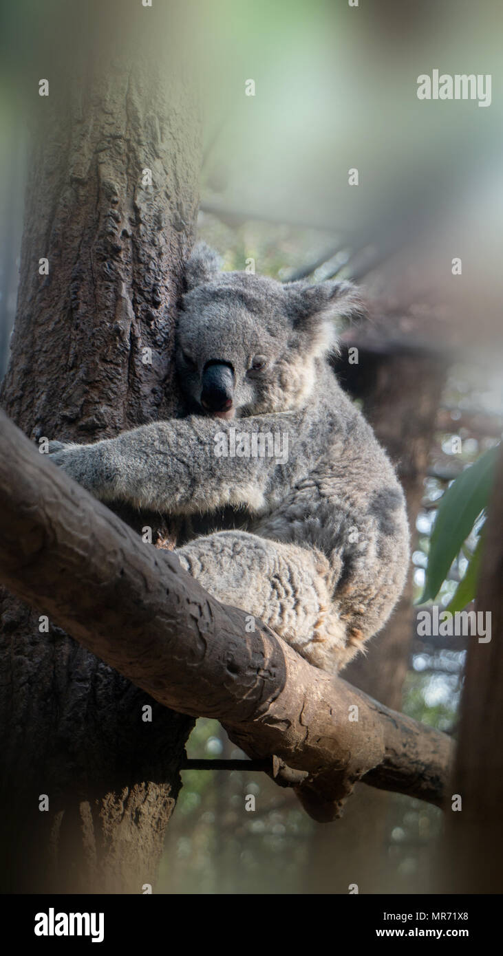 Australian koala dort sur l'arbre. Arrière-plan flou hors focus. Banque D'Images