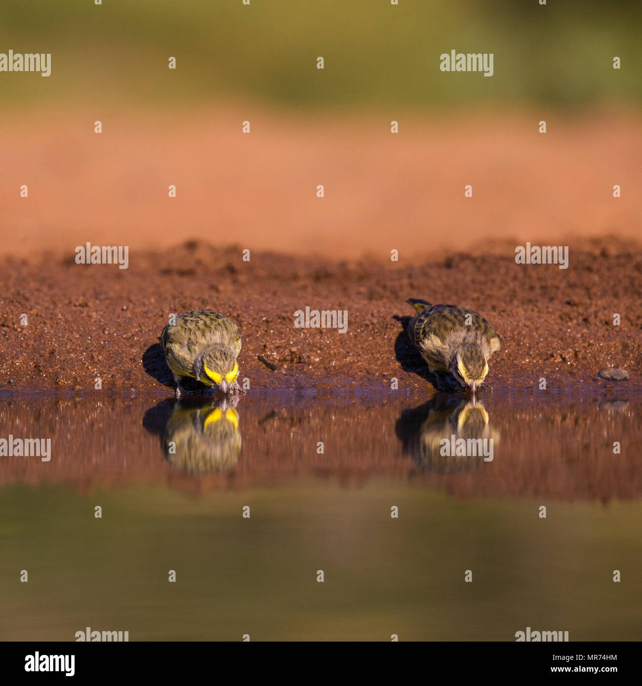 Paire de naine jaune canari de boire au bord d'un abreuvoir. Banque D'Images