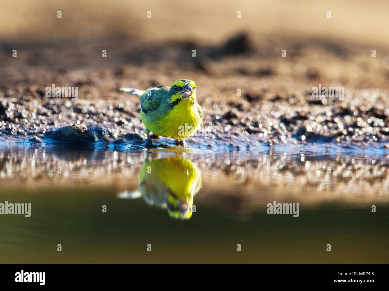 À la façade jaune Canary boire au bord d'un abreuvoir. Banque D'Images