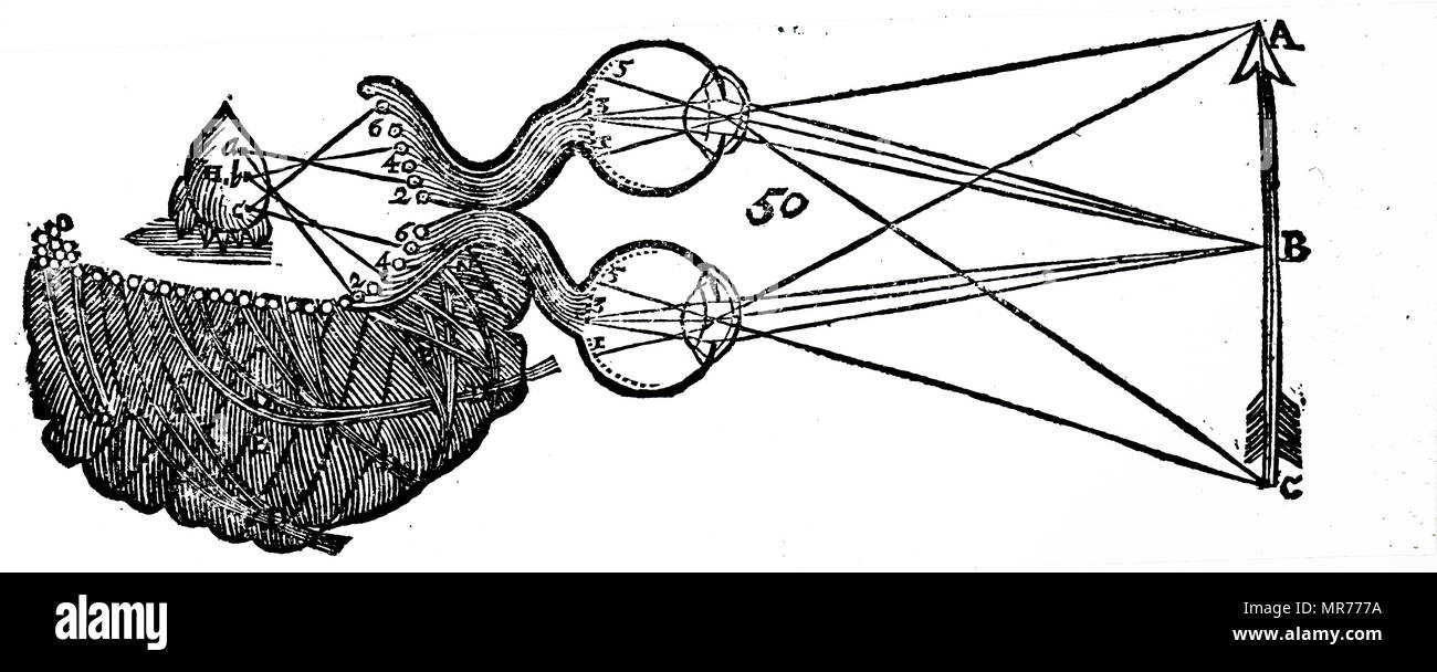 Diagramme illustrant l'idée de René Descartes de vision, montrant la fonction de l'œil, le nerf optique et le cerveau. René Descartes (1596-1650) philosophe, mathématicien et scientifique. En date du 17e siècle Banque D'Images