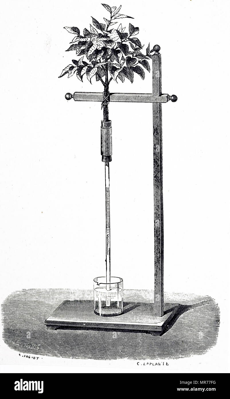 Gravure représentant Stephen Hales expérience pour démontrer la circulation dans les plantes. Hales a placé la tige de la vigne dans un long tube et observé que le liquide rose 44 pieds. Stephen Hales (1677-1761), un pasteur anglais, botaniste, chimiste et physiologiste. En date du 19e siècle Banque D'Images