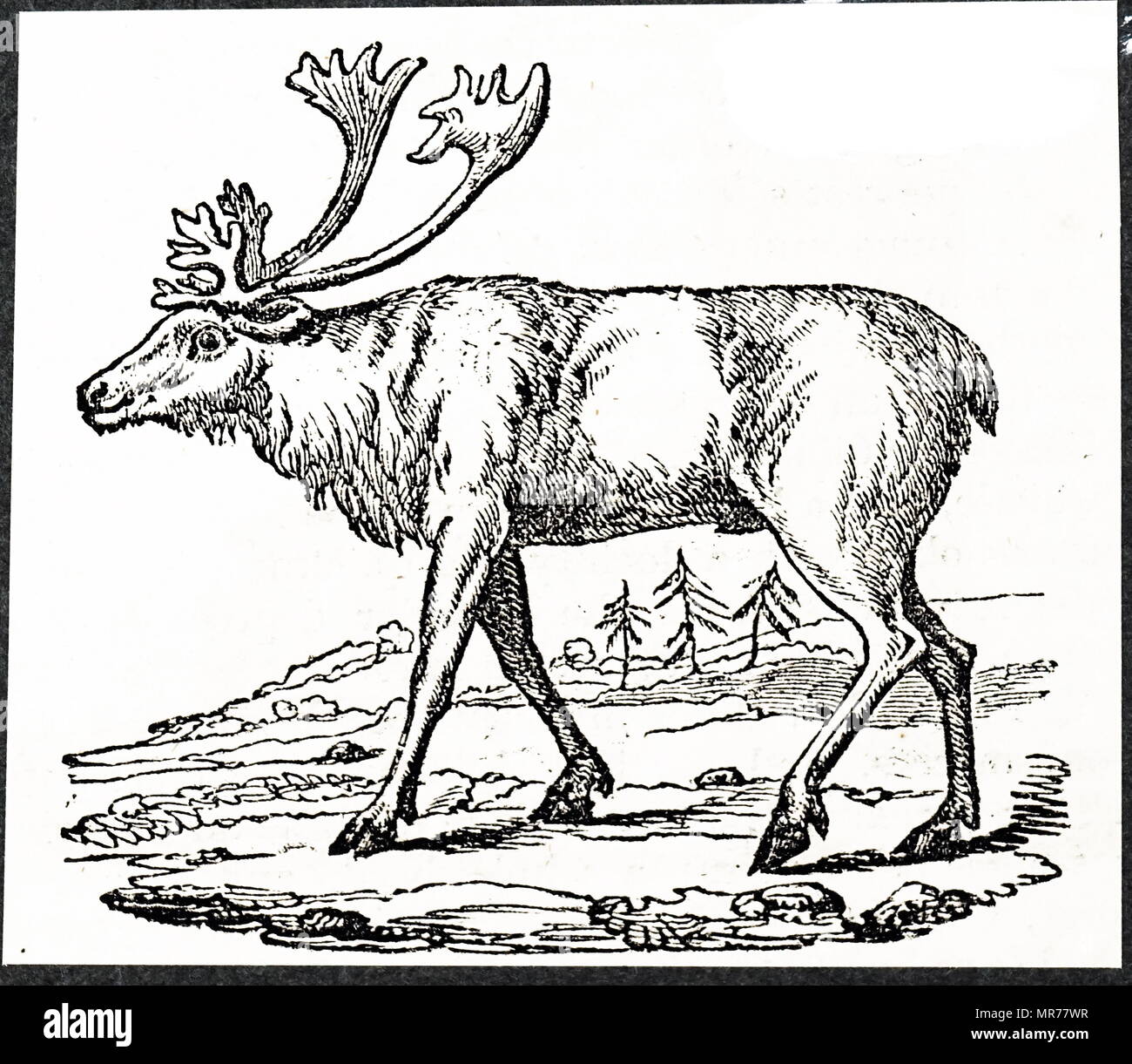 Gravure sur bois représentant un renne. En date du 19e siècle Banque D'Images