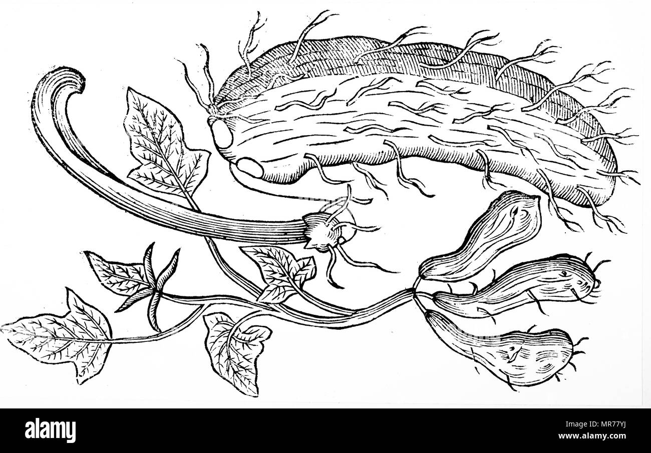 Dessin botanique de plant de pomme de terre douce : De John Parkinson ; Theatrum Botanieum ou le théâtre des plantes ; 1640 ; Banque D'Images