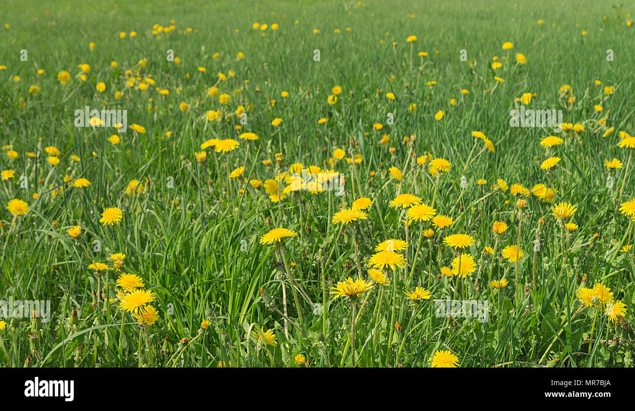 Domaine de la fleur de pissenlit sur fond de l'herbe verte dans la saison du printemps Banque D'Images