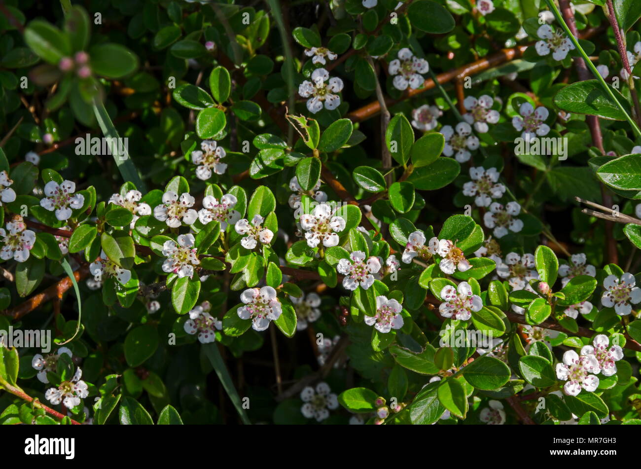 Libre de feuilles et de petites fleurs blanches sur les branches de Cotoneaster horizontalis au printemps, South Park, Sofia, Bulgarie Banque D'Images