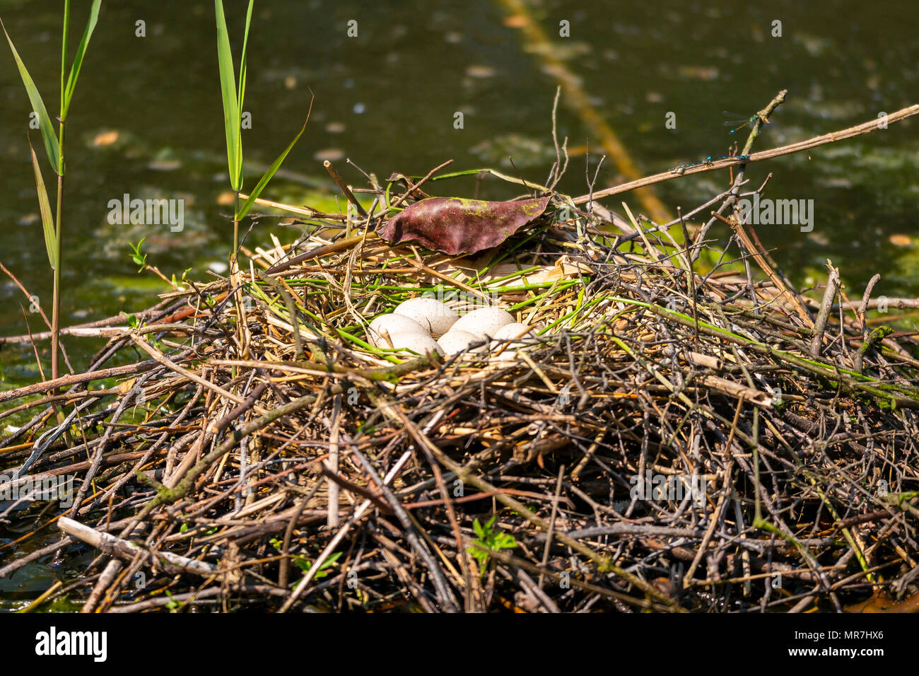 Libre d'une foulque macroule (Fulica atra) assis sur un nid avec des oeufs au printemps saison. Banque D'Images