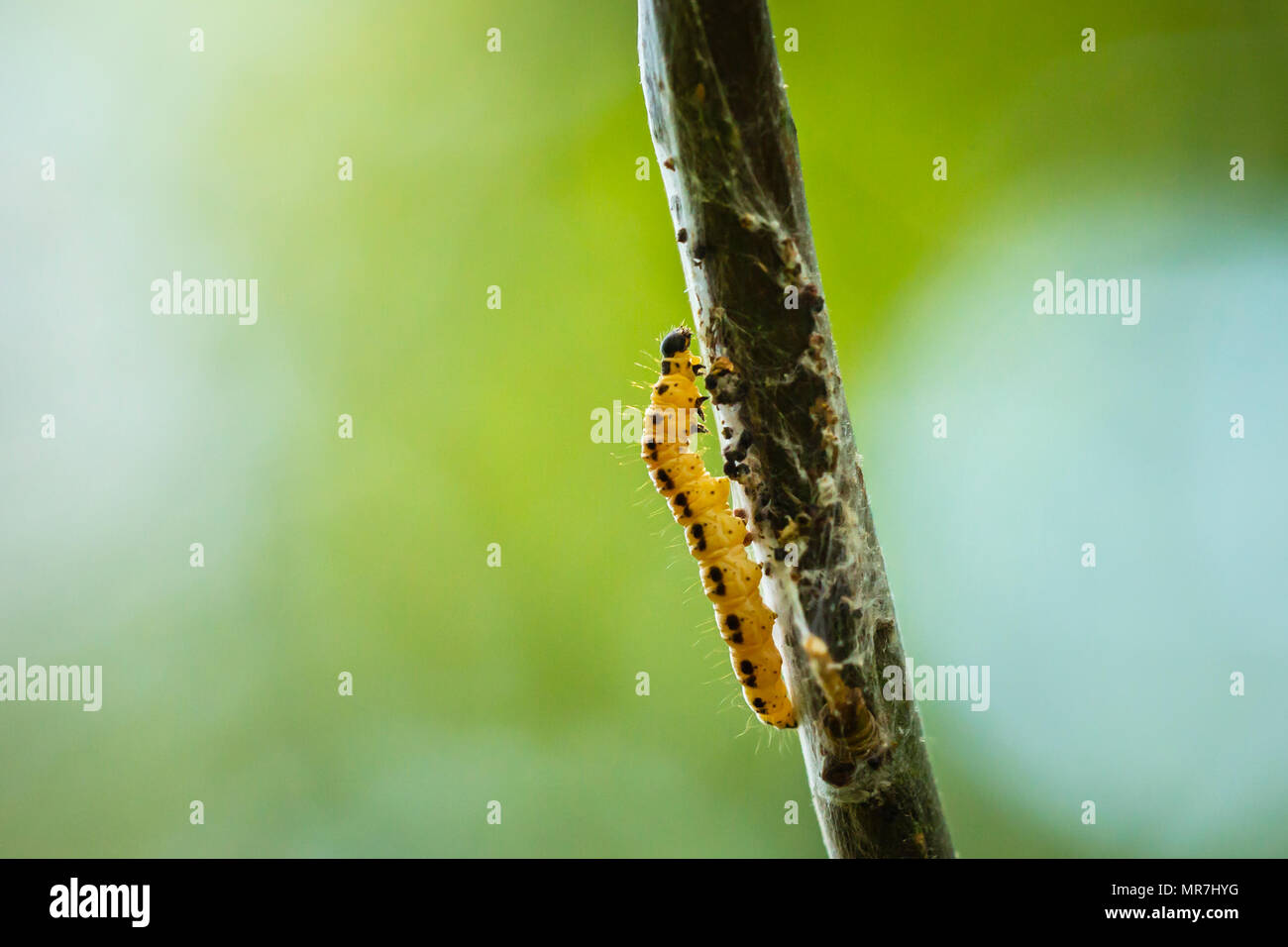 Libre de larves parasites de chenilles de la famille des Buthidae ou hermine teignes, formé des réseaux communaux autour d'un arbre. Banque D'Images