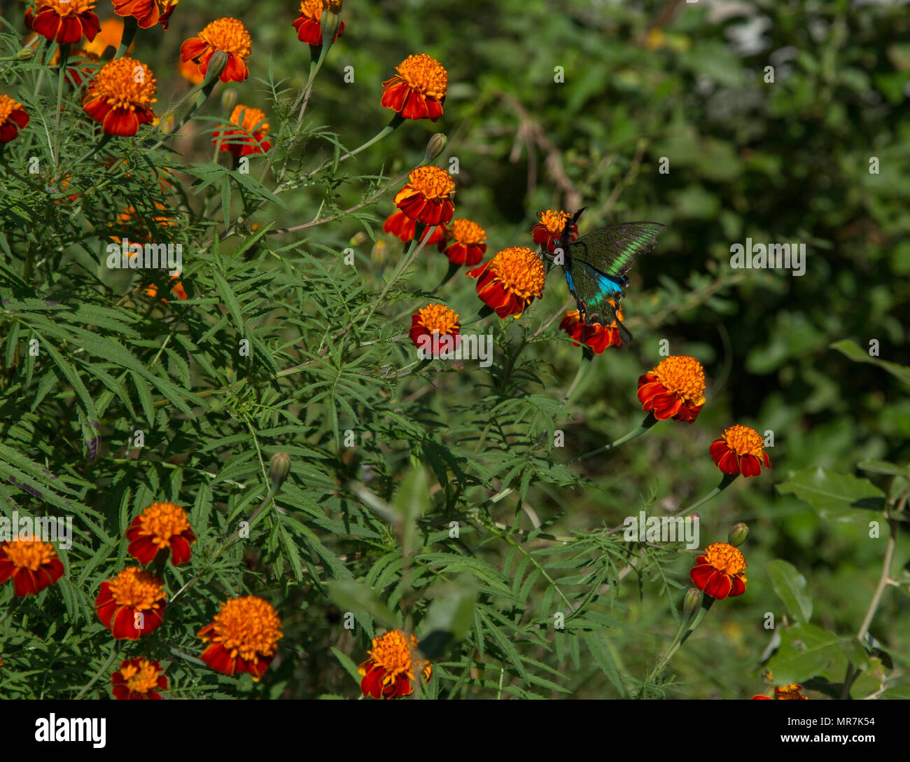 Papillon sur une fleur de souci - photographié à Raju's Cottage (Tirthan Valley, l'Himachal Pradesh) Banque D'Images