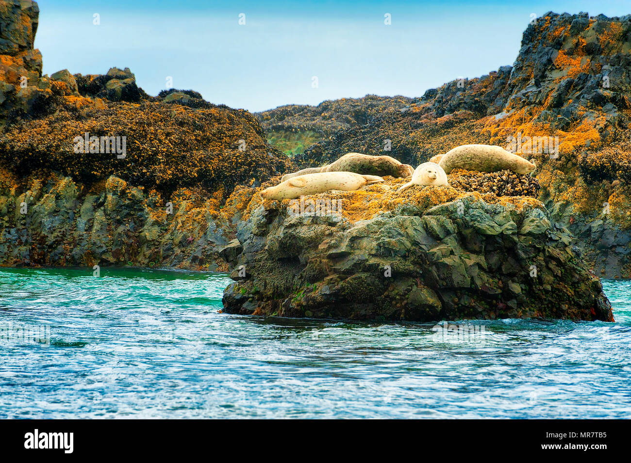 Les phoques reste sur roches intertidales trouvés le long de Seal Rock Beach sur la côte de l'Oregon Banque D'Images