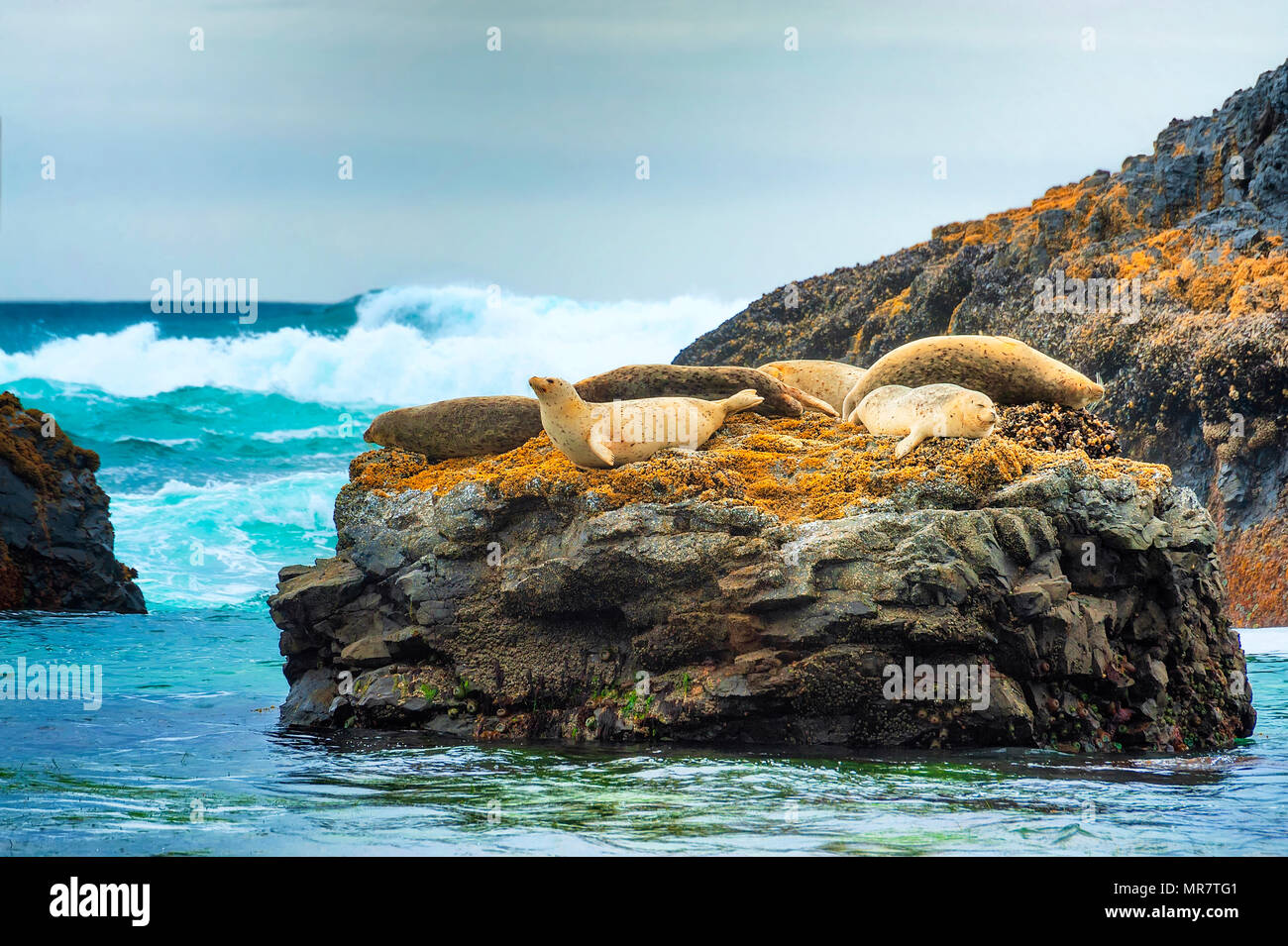 Les phoques reste sur roches intertidales trouvés le long de Seal Rock Beach sur la côte de l'Oregon Banque D'Images