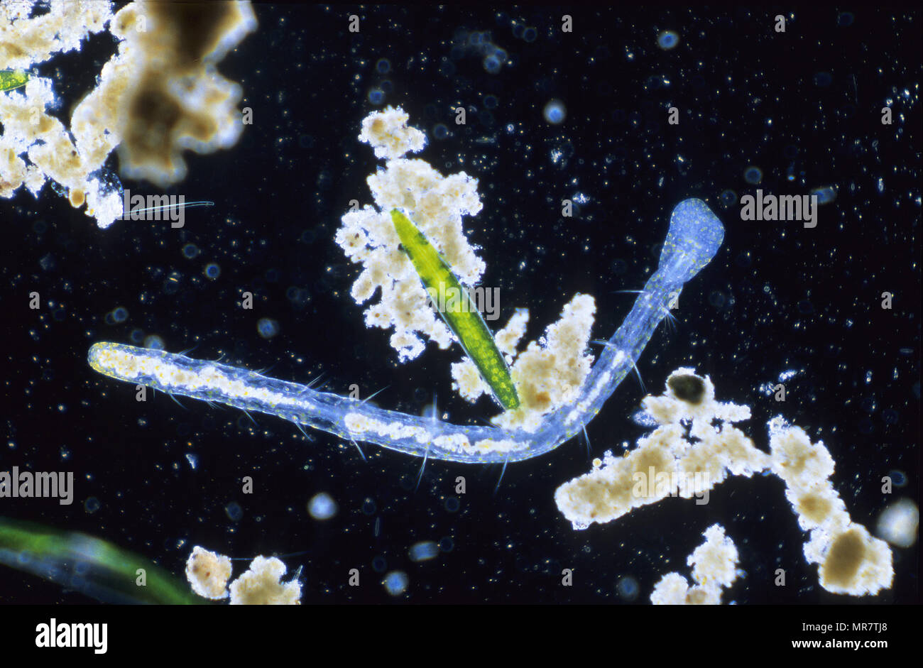 Aeolosoma sp.Worm.Annelida microscopie optique.d'invertébrés. Banque D'Images