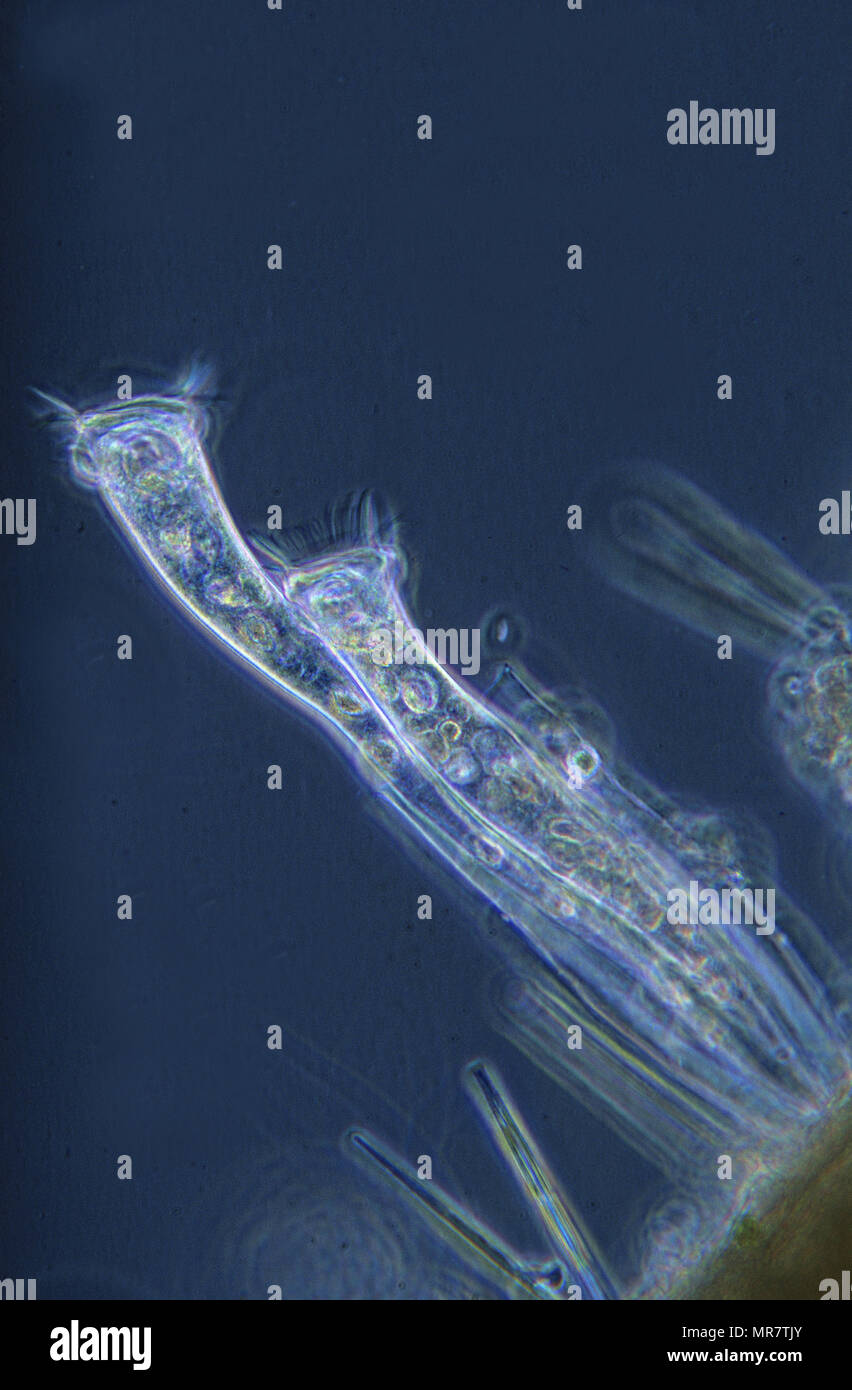 Ciliata Protozoaires.microscopie optique. Banque D'Images