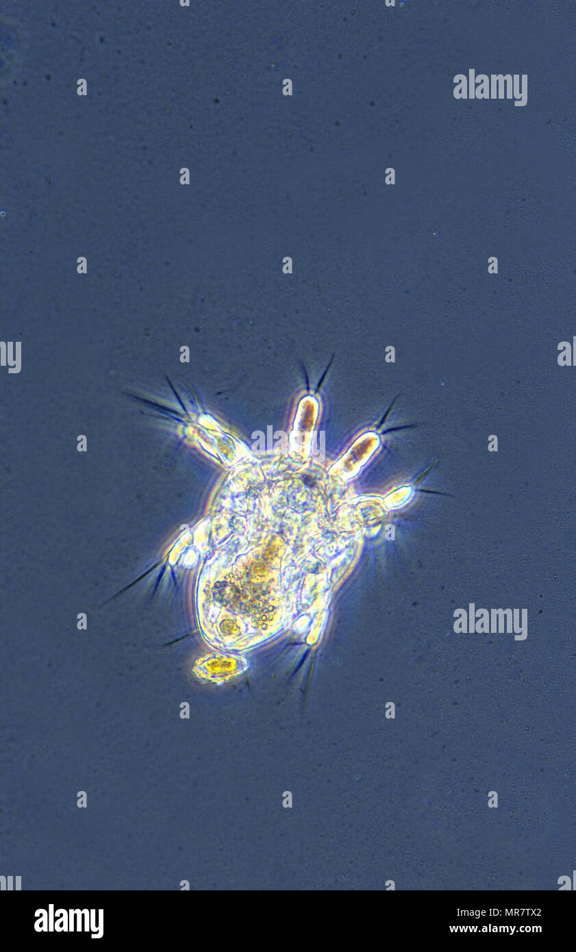 Larve nauplius crustacé copépode.Invertébrés.microscopie optique. Banque D'Images