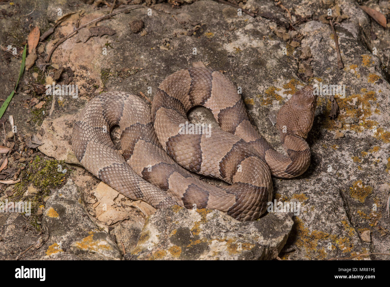 (Agkistrodon contortrix Copperhead du nord) à partir de Gage County, California, USA. Banque D'Images