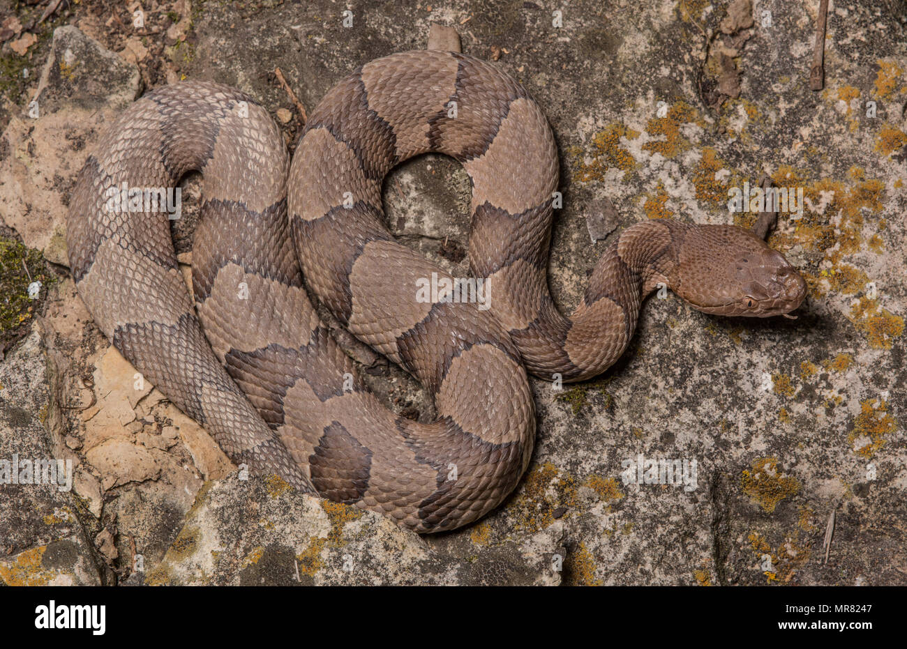 (Agkistrodon contortrix Copperhead du nord) à partir de Gage County, California, USA. Banque D'Images