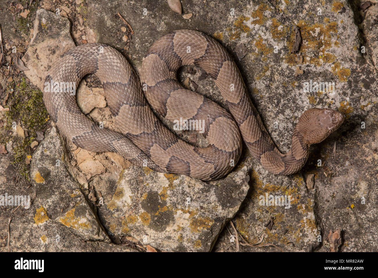(Agkistrodon contortrix Copperhead du nord) à partir de Gage County, California, USA. Banque D'Images