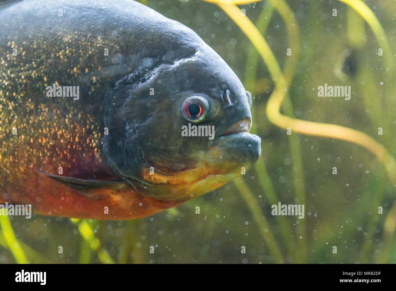 Close-up d'un piranha dans un aquarium Banque D'Images