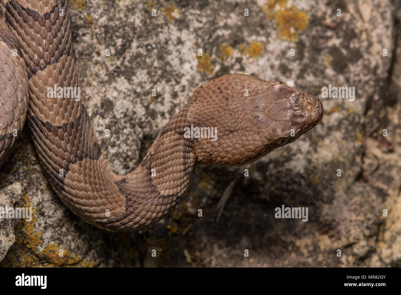(Agkistrodon contortrix Copperhead du nord) à partir de Gage County, California, USA. Banque D'Images