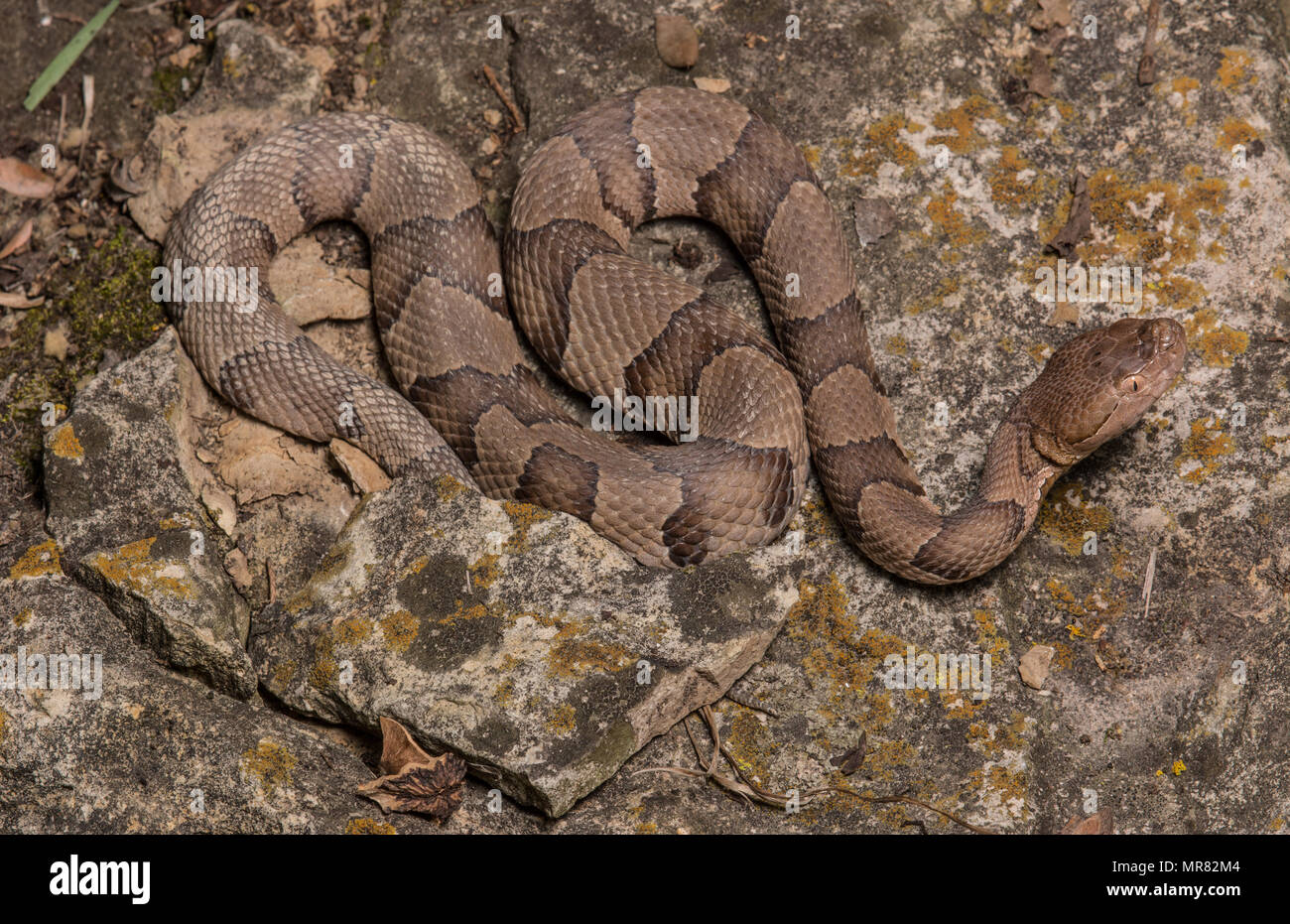 (Agkistrodon contortrix Copperhead du nord) à partir de Gage County, California, USA. Banque D'Images