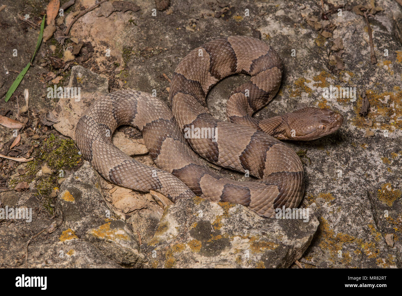 (Agkistrodon contortrix Copperhead du nord) à partir de Gage County, California, USA. Banque D'Images
