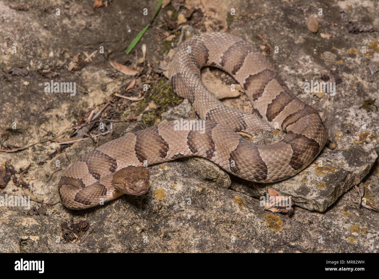(Agkistrodon contortrix Copperhead du nord) à partir de Gage County, California, USA. Banque D'Images