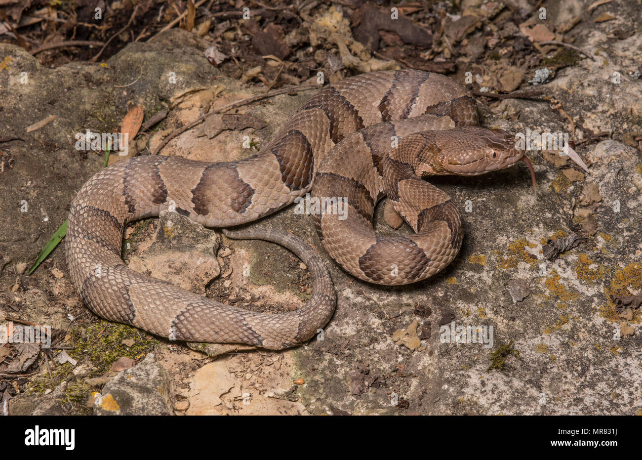 (Agkistrodon contortrix Copperhead du nord) à partir de Gage County, California, USA. Banque D'Images