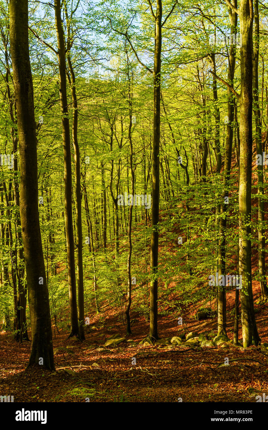 Forêt de hêtres sur une pente dans Soderasen parc national, la Suède. Banque D'Images