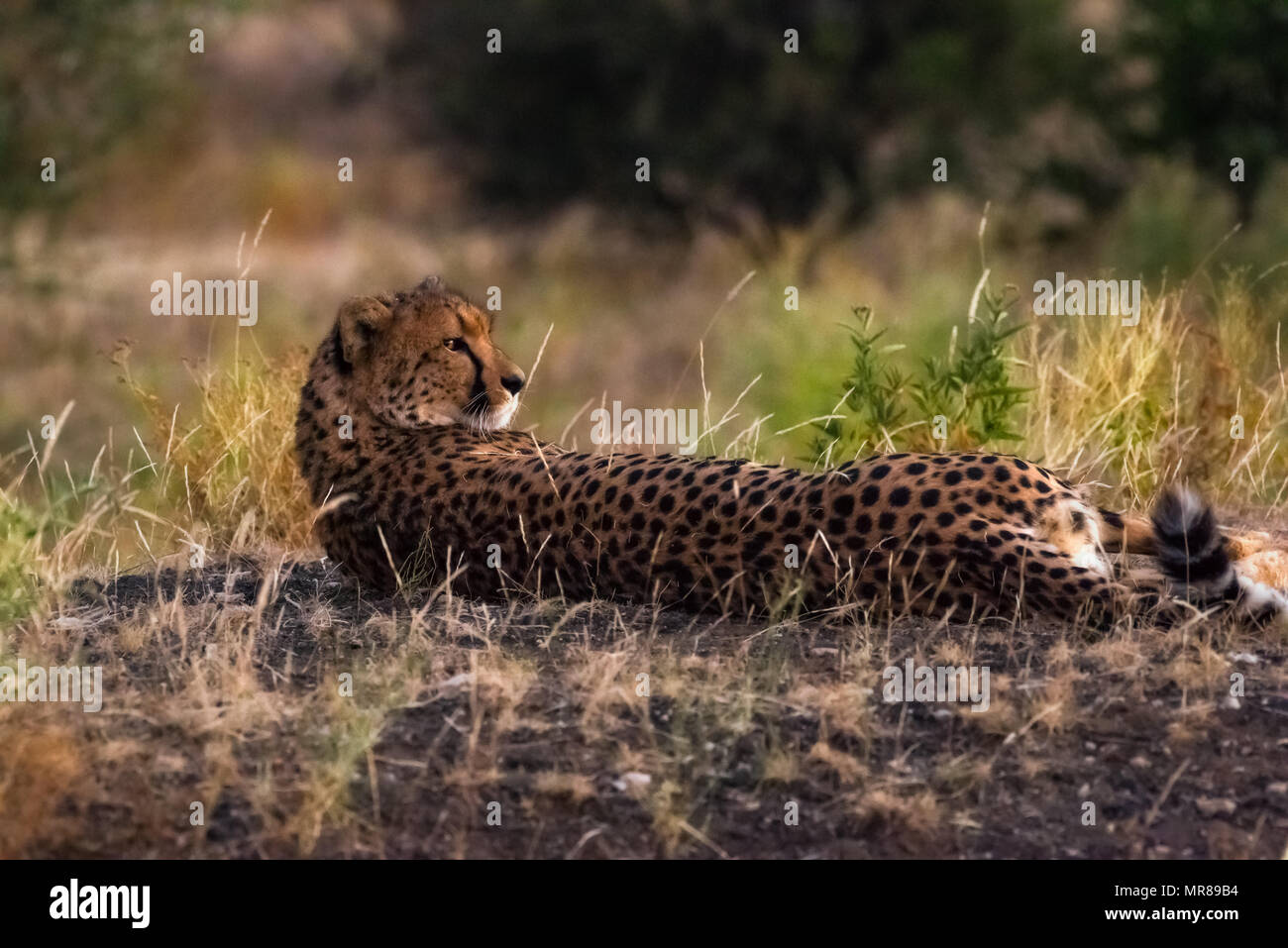 Cheetah au niveau du mât Game Reserve Botswana Banque D'Images