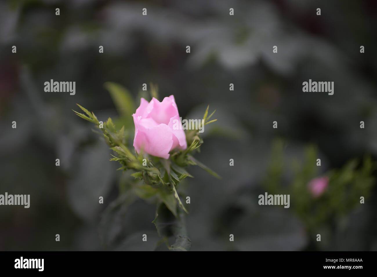 Jardin de rose rose Banque D'Images