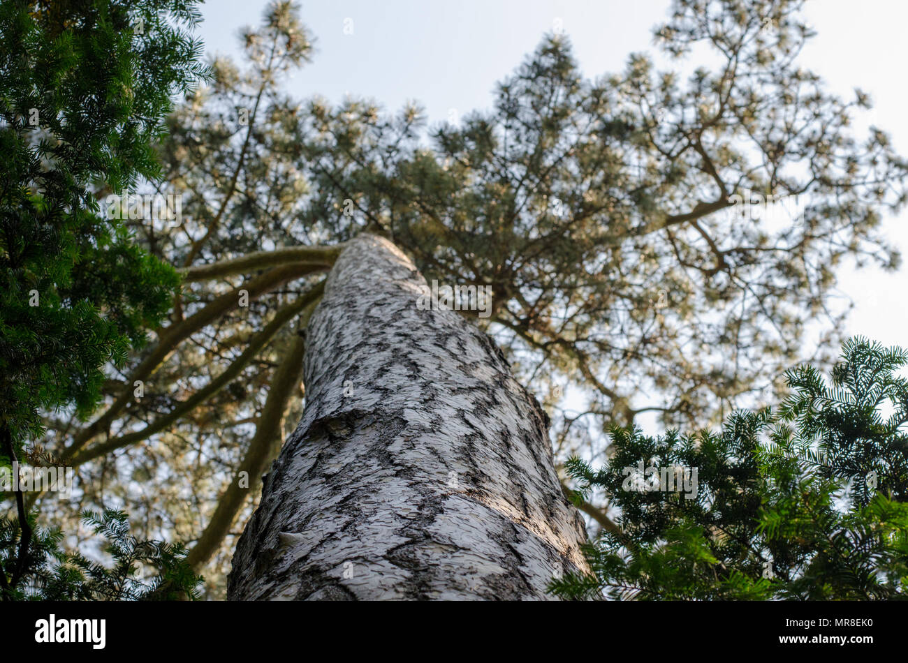 Bas de page vue en gros de Black pine tree - 'Pinus nigra' tronc en jardin botanique à Wroclaw, Pologne Banque D'Images