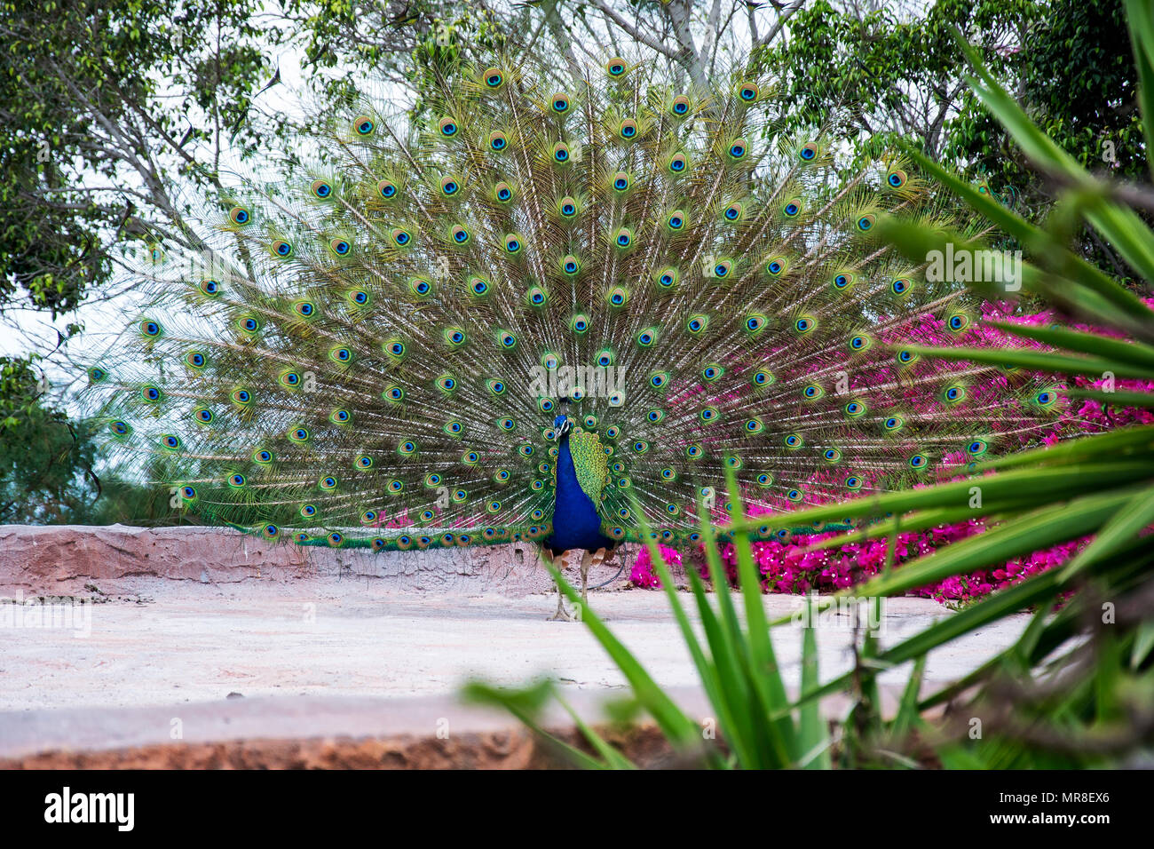 Monde animal sauvage. Le paon coloré avec une queue. Banque D'Images