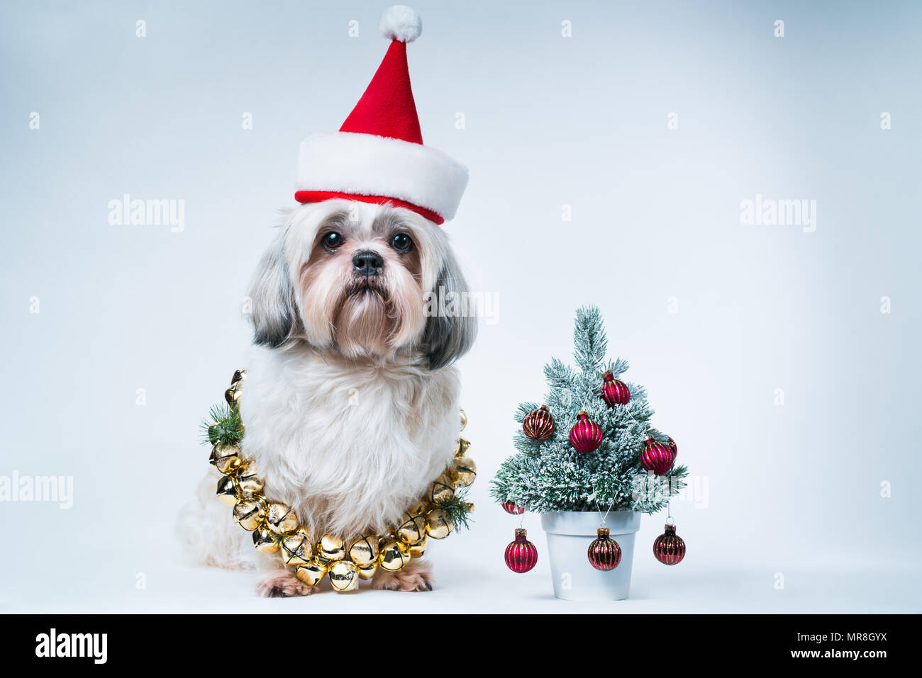 Shih Tzu dog in santa hat avec petit Nouvel An des arbres sur fond bleu et blanc Banque D'Images