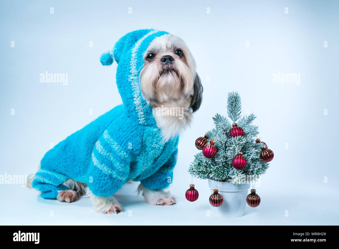 Shih Tzu chien dans pull bleu avec petit Nouvel An des arbres sur fond bleu et blanc Banque D'Images