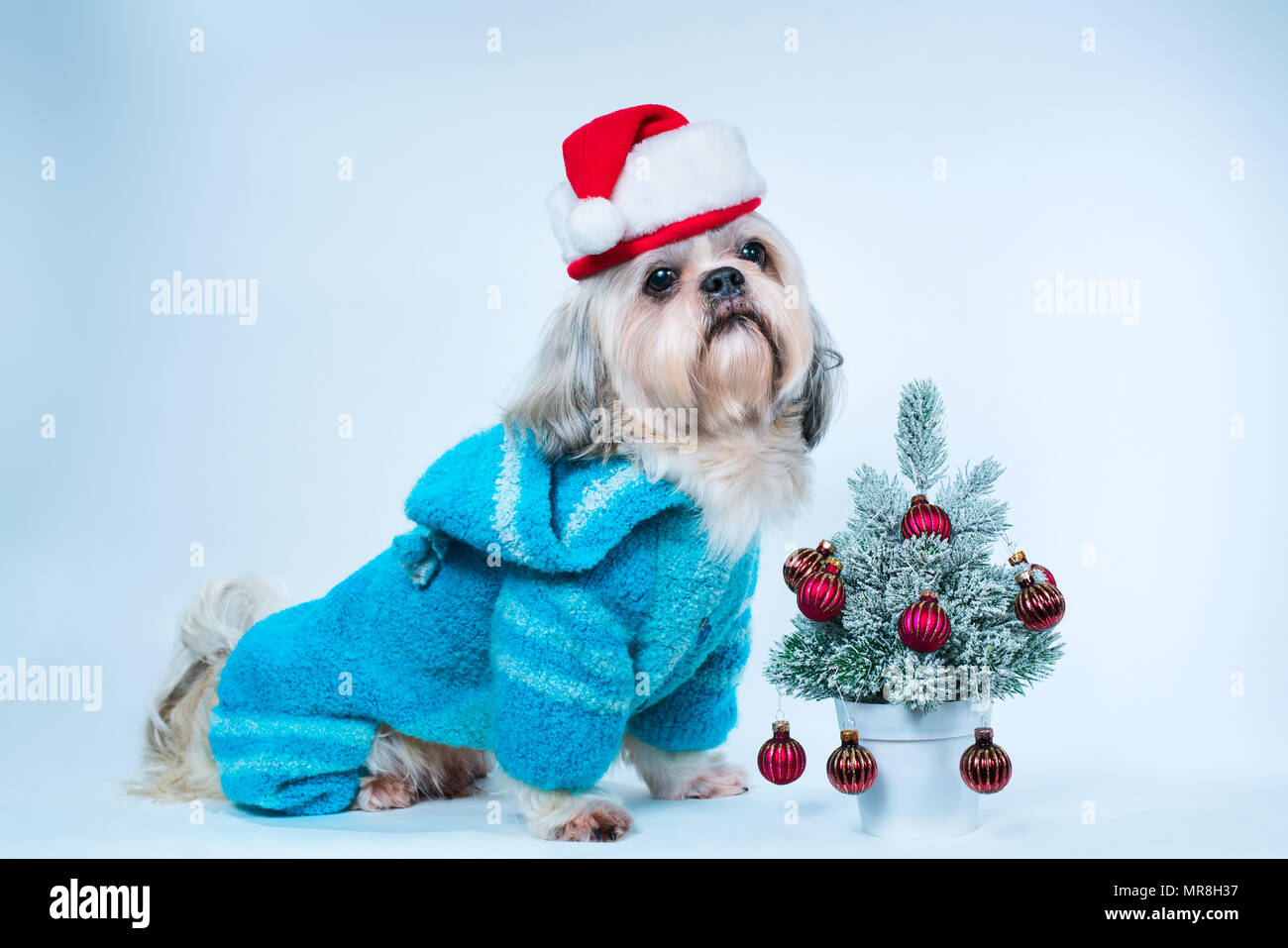 Shih Tzu dog in santa hat et pull bleu avec petit Nouvel An des arbres sur fond bleu et blanc Banque D'Images