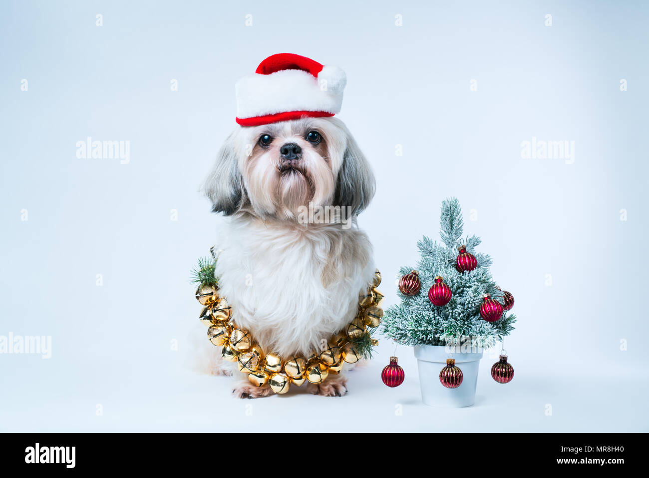 Shih Tzu dog in santa hat avec petit Nouvel An des arbres sur fond bleu et blanc Banque D'Images