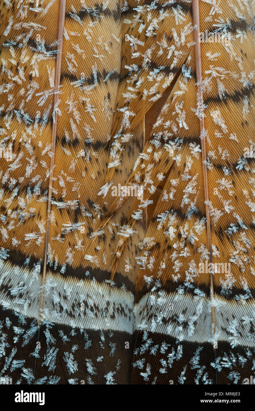 Givre sur les plumes de la Gélinotte huppée (Bonasa umbellus), E USA, par aller Moody/Dembinsky Assoc Photo Banque D'Images