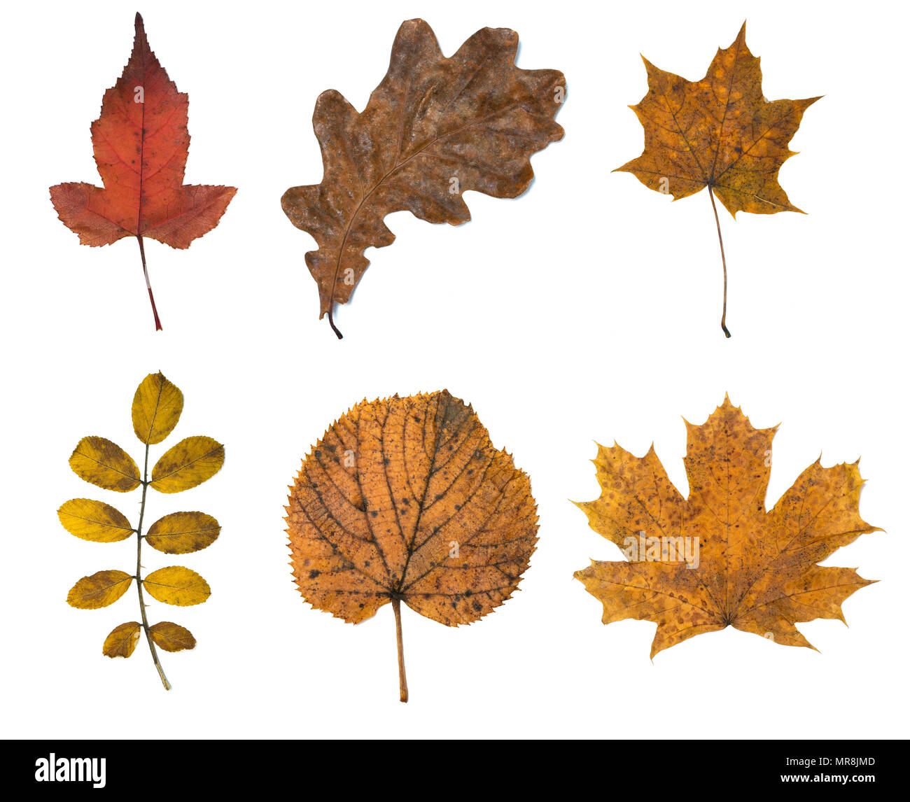 Ensemble de six feuilles d'automne isolé sur fond blanc Banque D'Images