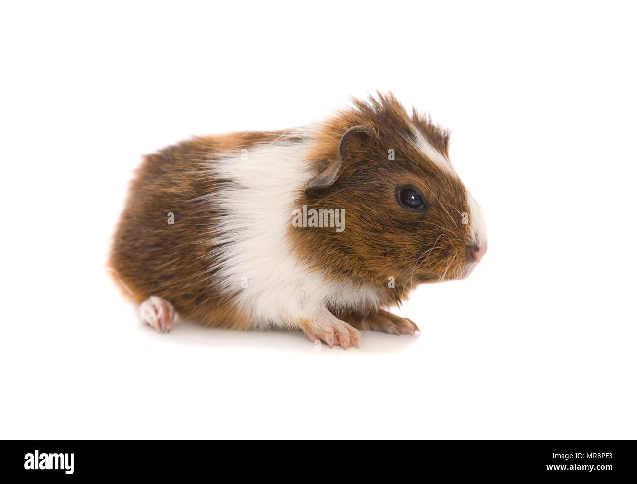 Bebe Cochon D Inde Banque D Image Et Photos Alamy